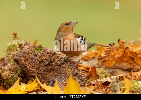 Chaffinch, wissenschaftlicher Name: Fringilla coelebs. Nahaufnahme eines männlichen Chaffinch auf einem Baumstamm, der im Herbst mit bunten Blättern und c nach oben blickt Stockfoto