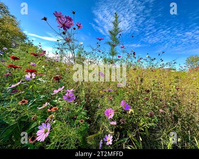 Bunte Wildblumen blühen vor blauem Himmel Stockfoto