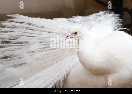 Nahaufnahme eines schönen weißen Pfaus Stockfoto