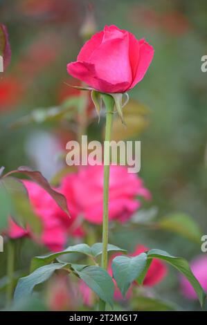 Blütenblatt Flüsterer in Rosa Rosa Rosa Rose Pracht in voller Blüte Rosa Rose Blumendetails Rosa Rose Blumenstrauß Inspirationen Antik Rosa Rose Schätze Rosa Rose Stockfoto