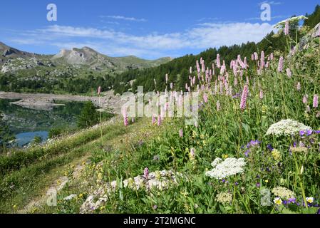 Frühlingsblumen, inkl. Purple Common Bistort, Bistorta officinalis, am Ufer des Allos Mercantour Nationalparks Französische Alpen Frankreich Stockfoto