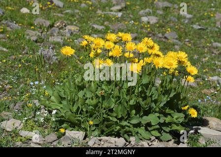 Klumpen der Gelben Leopardenbane, Doronicum grandiflorum, in der Familie der Asteraceae. Stockfoto