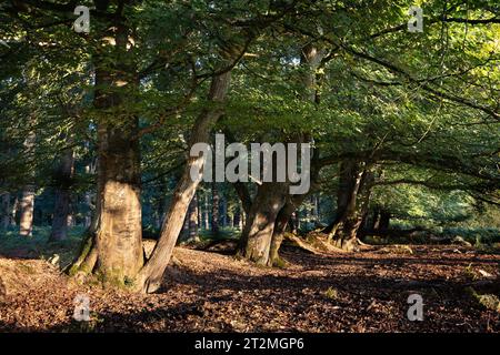 Bäume im New Forest werden von der Seite des Sonnenaufgangs warm beleuchtet. Stockfoto