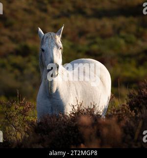 Ein weißes Pony in der frühen Morgensonne isst Gras im New Forest Hampshire UK Stockfoto