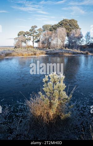 Die Morgensonne beleuchtet einen kleinen Baum von der Seite. Er wächst aus einem flachen gefrorenen dunklen Teich im Vordergrund. Es gibt noch andere Bäume im Backgr Stockfoto