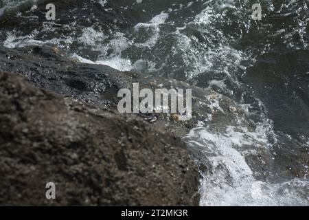 Auf einem Felsen im Meer sitzt eine große Krabbe Stockfoto