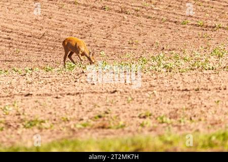 Ein junger brauner Hirsch frisst die jungen Pflanzen auf einem Feld Stockfoto