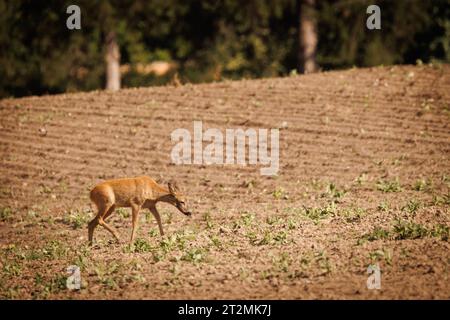 Ein junger brauner Hirsch frisst die jungen Pflanzen auf einem Feld Stockfoto