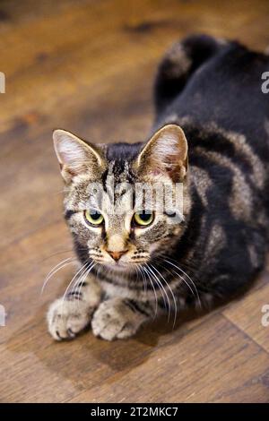 Cat in der Java Whiskers Kitten Lounge in Marylebone, London, England Stockfoto
