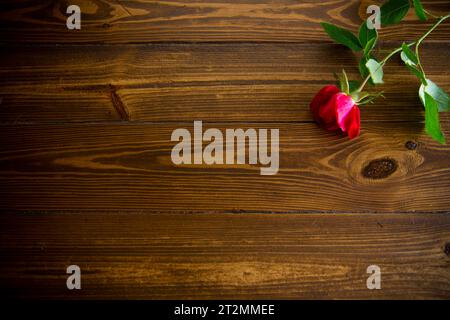 Eine wunderschöne rote Rose auf einem dunklen Holztisch Stockfoto