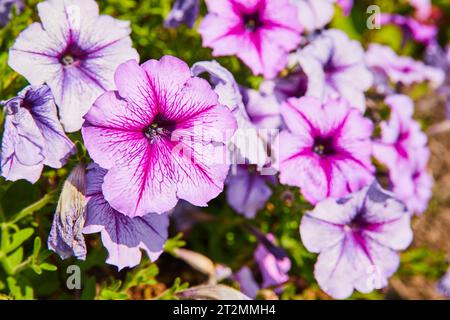 Nahaufnahme von wunderschönen lila Blumen mit heißem rosa Stern, die entlang fünf Blütenblättern platzen Stockfoto