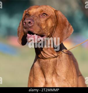 Porträt eines reinrassigen ungarischen Vizsla-Hundes in der Natur. Wunderschöne Magyar Vizsla goldene Rostfarbe beim Wandern. Wunderschönes ungarisches Vizsla-Hundeporträt. Stockfoto