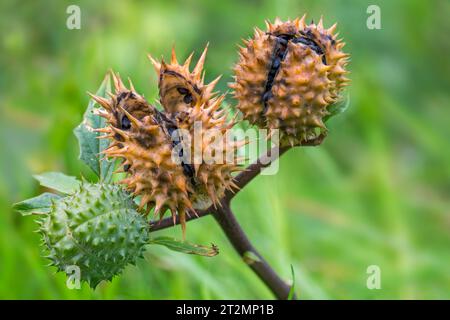 Thorn Apfel / Jimsonweed / Jimson Weed / Teufelsschlinge / Teufelstrompete (Datura stramonium), Nahaufnahme von Reifen und unreifen Samenkapseln im Herbst Stockfoto