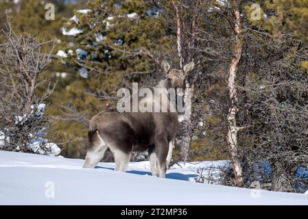 Elche / Elche (Alces alces) Kälber auf der Suche in der Taiga im Schnee im Winter, Schweden, Skandinavien Stockfoto