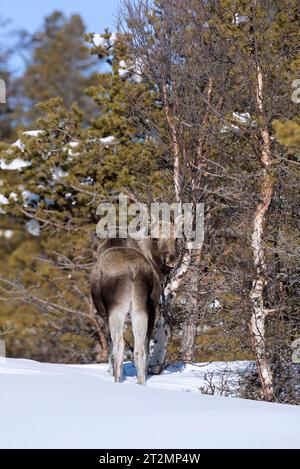 Elche / Elche (Alces alces) Kälber auf der Suche in der Taiga im Schnee im Winter, Schweden, Skandinavien Stockfoto