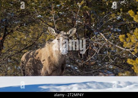 Elche / Elche (Alces alces) Kuh / Weibchen, die in der Taiga im Schnee im Winter auf Nahrungssuche sind, Schweden, Skandinavien Stockfoto
