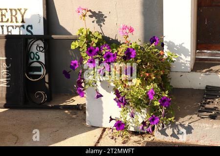 Patio Potted Plant of Purple Trailing Petunias Stockfoto