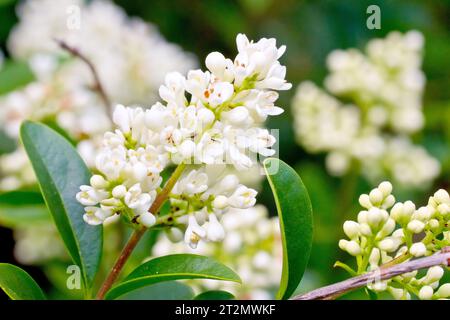 Gemeiner Privet (ligustrum vulgare), Nahaufnahme mit einem Dorn der duftenden weißen Blüten, die der Sträucher zu Beginn des Sommers in Hülle und Fülle produziert. Stockfoto