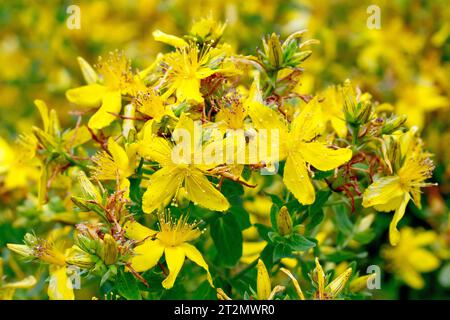 Johanniskraut perforieren (hypericum perforatum), Nahaufnahme zeigt eine Gruppe von gelben Blüten und Knospen auf einer einzigen Pflanze. Stockfoto