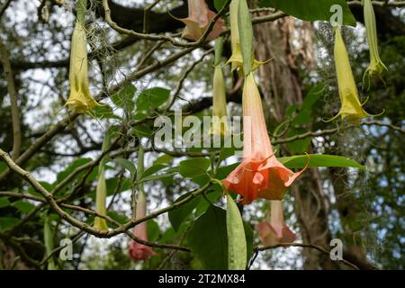 Die hängenden Blüten der Engeltrompete (Brugmansia versicolor), einer hochgiftigen Zierpflanze. Stockfoto