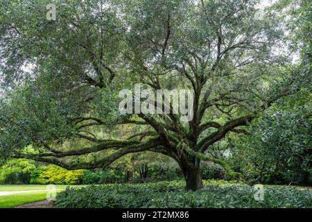 Farne und spanisches Moos wachsen auf der Rinde eines großen alten Baumes in einem Garten im Süden der Vereinigten Staaten. Stockfoto