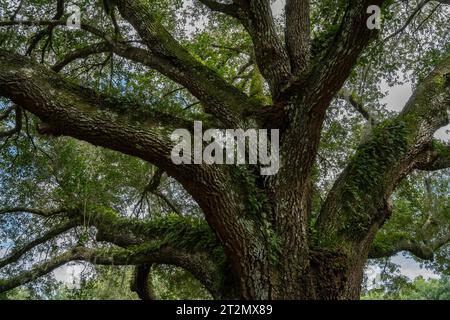 Farne und spanisches Moos wachsen auf der Rinde eines großen alten Baumes im Süden der Vereinigten Staaten. Stockfoto