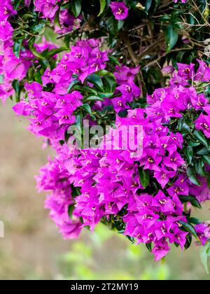 Detail einer großen Bougainvillea Blumen (Bougainvillea spectabilis) mit verschwommenem Hintergrund Stockfoto