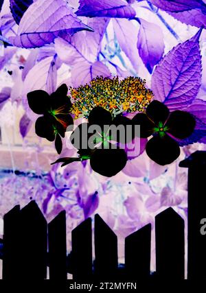 Drei Blumen und ein Zaun Stockfoto
