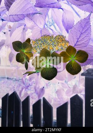Drei Blumen und ein Zaun Stockfoto