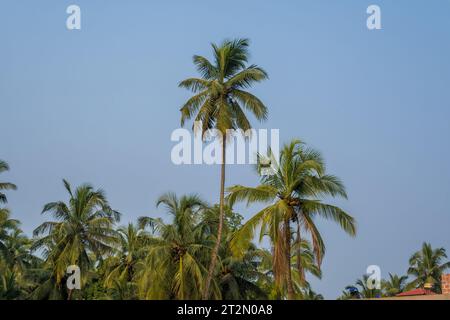 Kokospalmen vor dem blauen Himmel Indiens Stockfoto