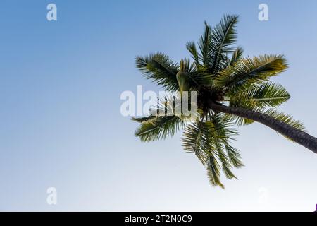 Kokospalmen vor dem blauen Himmel Indiens Stockfoto