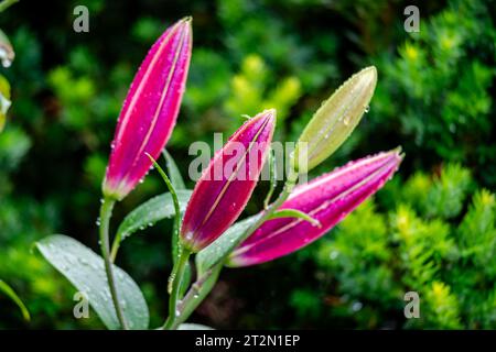 Lily blüht im Garten nach Regen Stockfoto