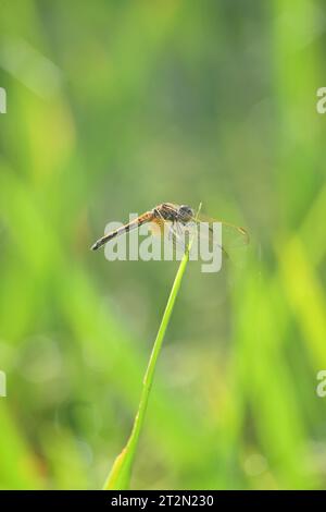 Schließen Sie den gelben schwarzen Libellenhalter auf dem weichen, grünen Hintergrund des Paddy-Pflanzenblatts an. Stockfoto