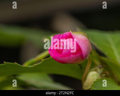 Ein einsamer rosa Rosenknospen, der sich entfalten will, fängt das Versprechen der Schönheit in seiner zarten Umarmung ein Stockfoto