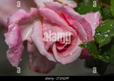 Glitzernde Tautropfen zieren die zarten Blüten einer rosa Rose und halten die Eleganz der Natur in exquisiten Details fest Stockfoto