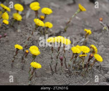 In der Natur blühen Frühlingshonig und Medikamente Pflanzen Kaltfuss (Tussilago farfarfara) Stockfoto