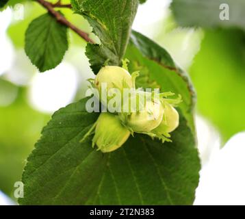 Früchte reifen am Zweig eines Haselnussbaums Stockfoto