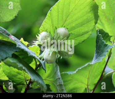 Früchte reifen am Zweig eines Haselnussbaums Stockfoto