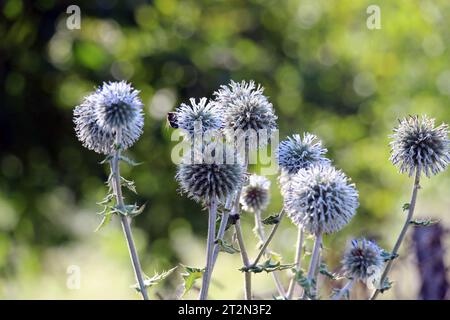 In freier Wildbahn blüht die Honigpflanze echinops sphaerocephalus Stockfoto