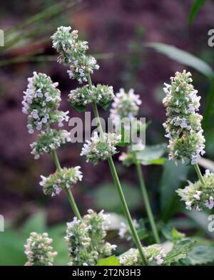 Melissa (Melissa officinalis) blüht auf einem Strauchzweig Stockfoto