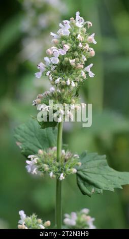 Melissa (Melissa officinalis) blüht auf einem Strauchzweig Stockfoto