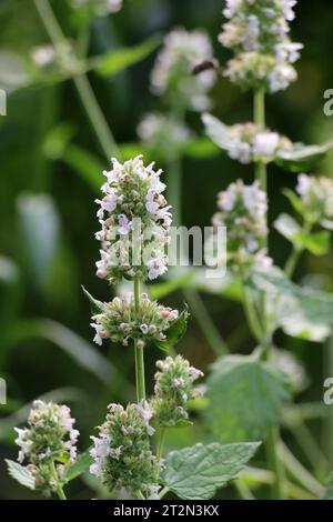 Melissa (Melissa officinalis) blüht auf einem Strauchzweig Stockfoto