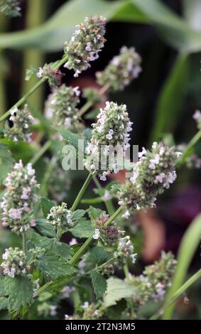 Melissa (Melissa officinalis) blüht auf einem Strauchzweig Stockfoto