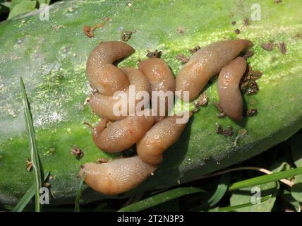 Schnecken (Weichtiere der Gastropodenklasse), die Gemüsekulturen schädigen Stockfoto