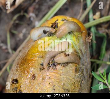 Schnecken (Weichtiere der Gastropodenklasse), die Gemüsekulturen schädigen Stockfoto