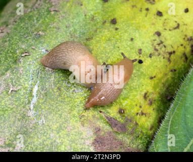 Schnecken (Weichtiere der Gastropodenklasse), die Gemüsekulturen schädigen Stockfoto