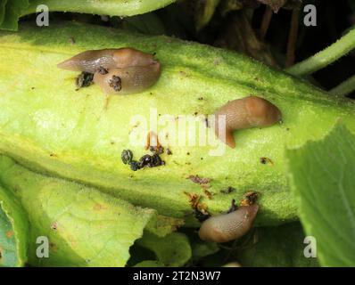 Schnecken (Weichtiere der Gastropodenklasse), die Gemüsekulturen schädigen Stockfoto