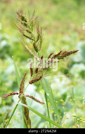 Auf dem Feld, während Unkräuter unter den landwirtschaftlichen Kulturen Echinochloa Crus-galli anbauen Stockfoto