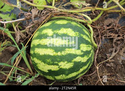 Auf dem Feld reifen Wassermelonen im Freiland Stockfoto