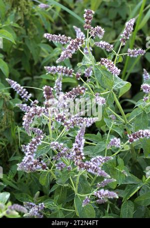 Im Sommer wächst in freier Wildbahn die langblättrige Minze (Mentha longifolia) Stockfoto